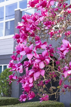 thumbnail Magnolia vulcan - doreen wynja-884